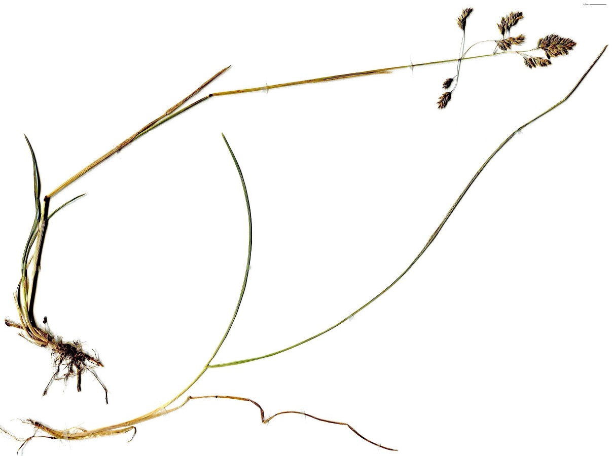 Bellardiochloa variegata (Poaceae)